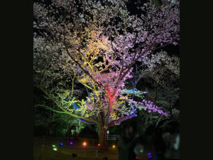 桜ライトアップ　ブログ